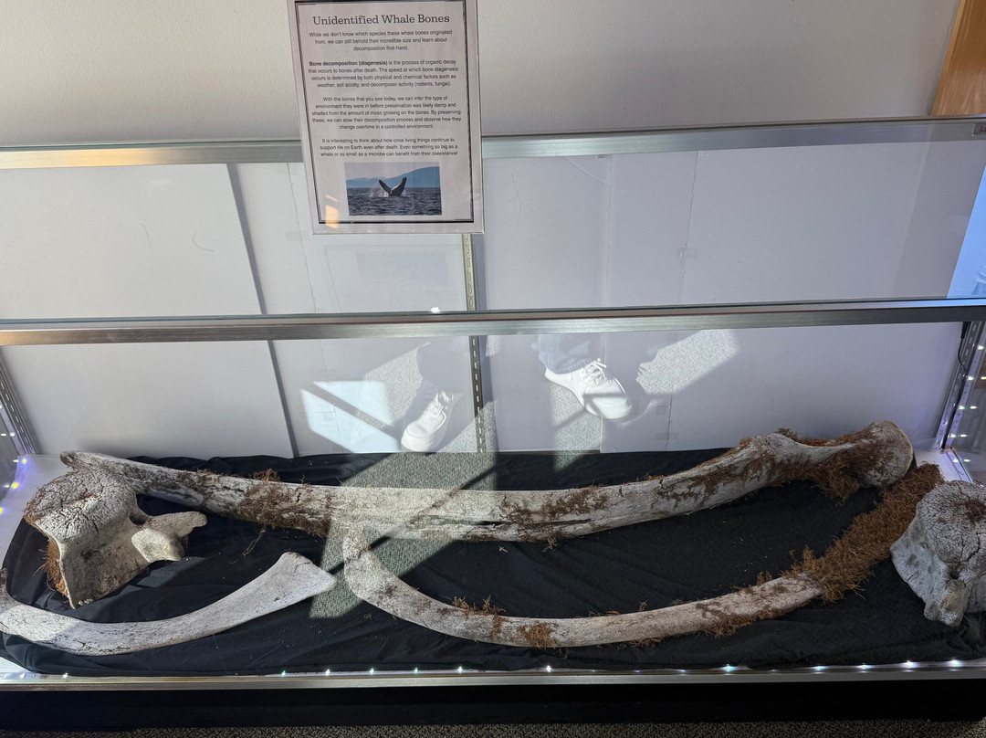 Southeast Alaska Discovery Center-凯奇坎必去景点