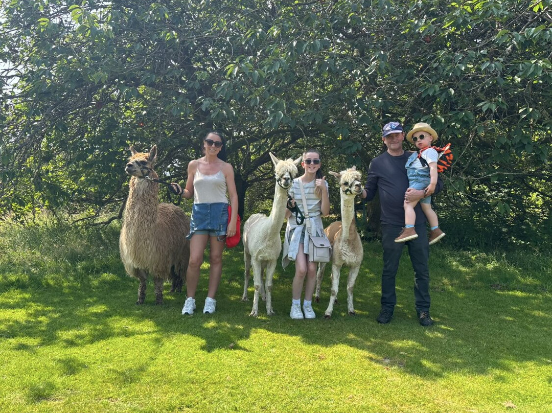 Alpacaly Ever After-Portinscale必去景点