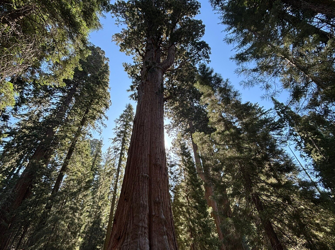 Sequoia National Park-维塞利亚必去景点