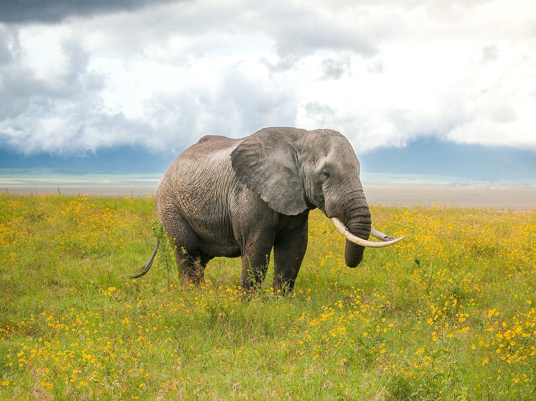 Makasa Tanzania Safaris-莫西必去景点