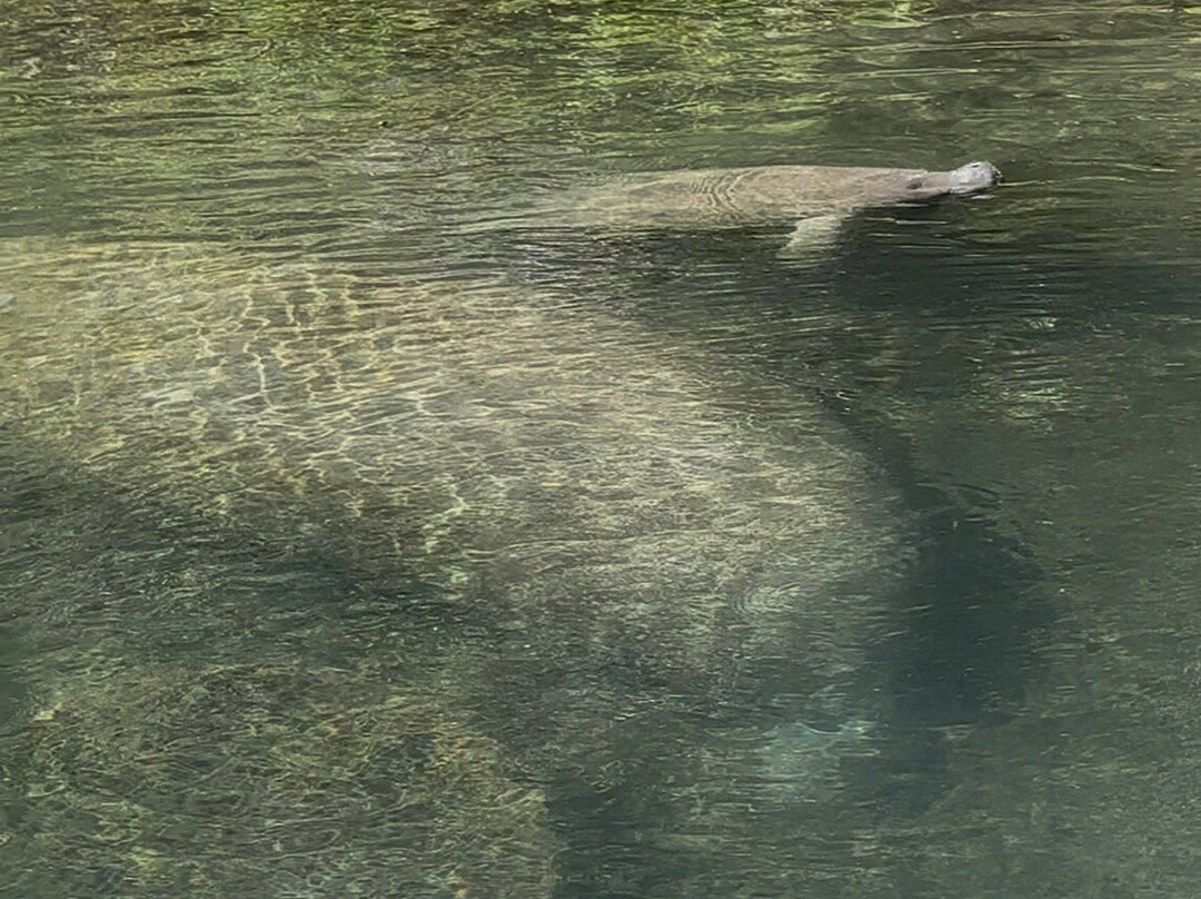 Weeki Wachee Kayaking-Weeki Wachee必去景点