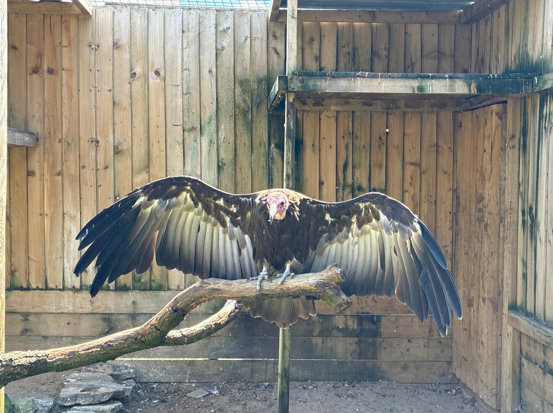 Gauntlet Birds Of Prey-纳茨福德必去景点