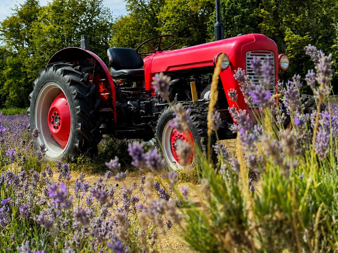 Mayfield Lavender Farm-Banstead必去景点