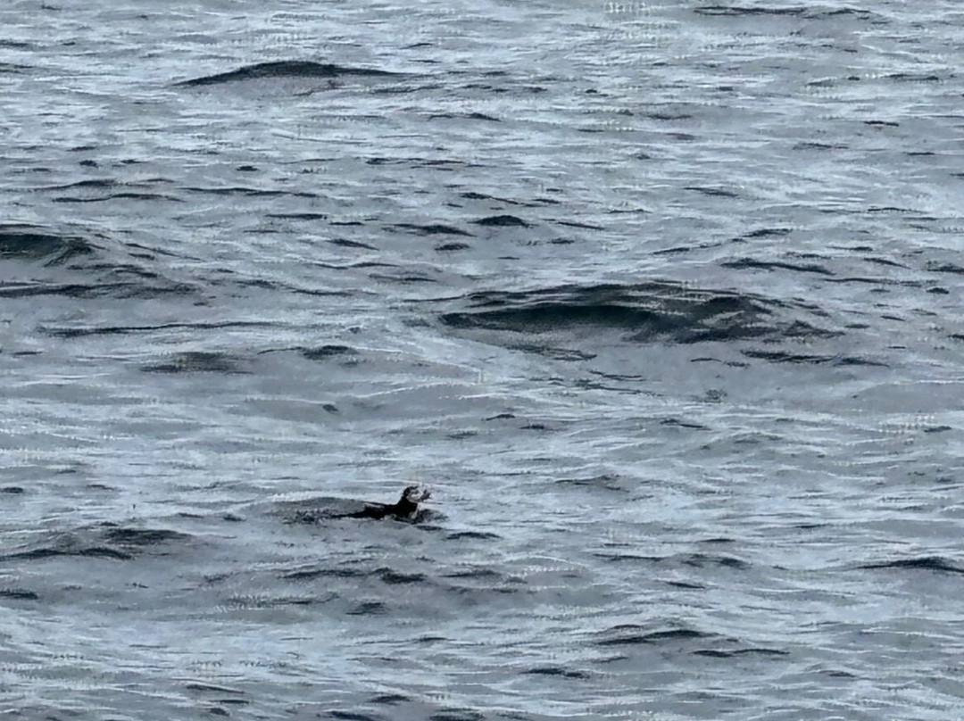Puffin Safari-Bleik必去景点