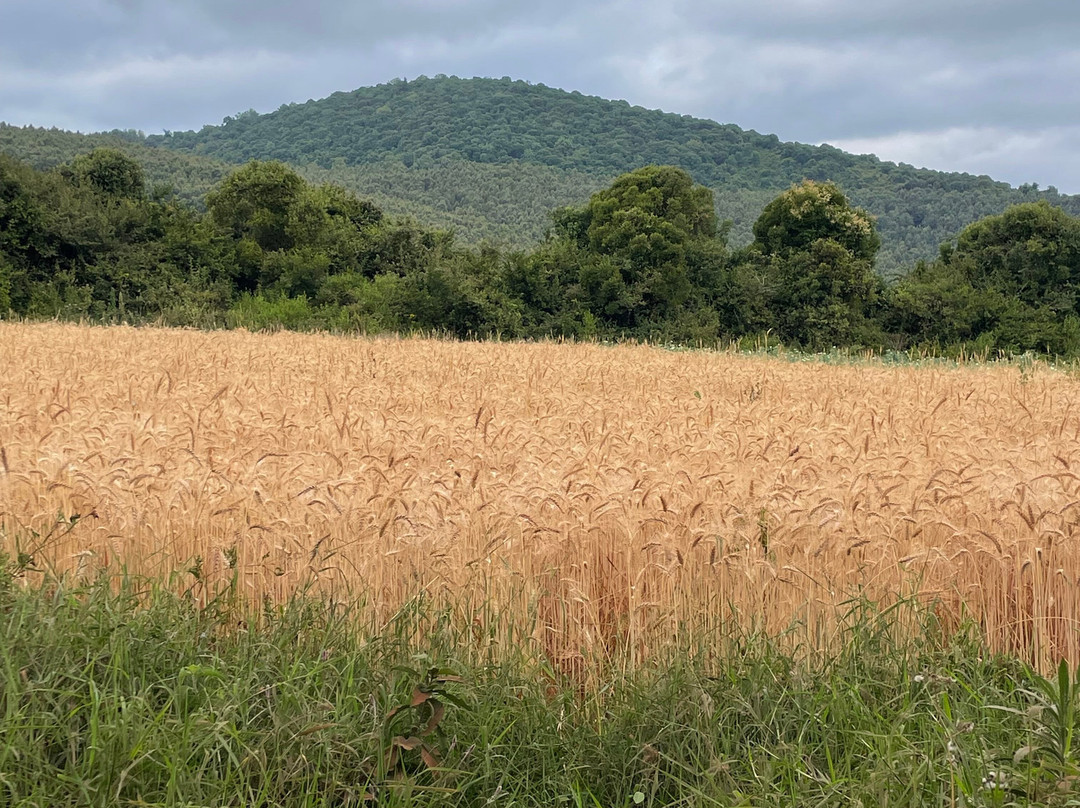 Simba Farm Lodge主图