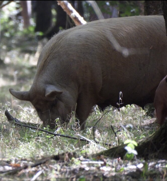 Knepp Wildland Safaris-霍舍姆必去景点