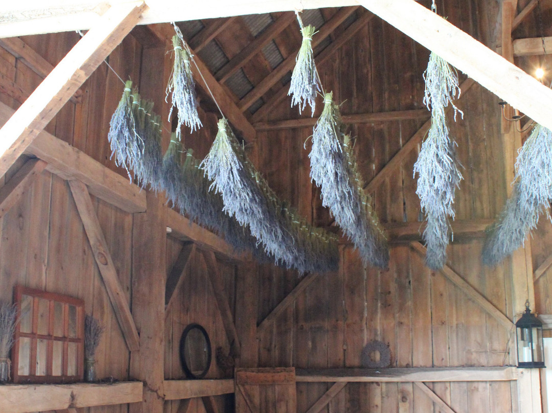 Gray Silo Lavender Farm-Port Perry必去景点