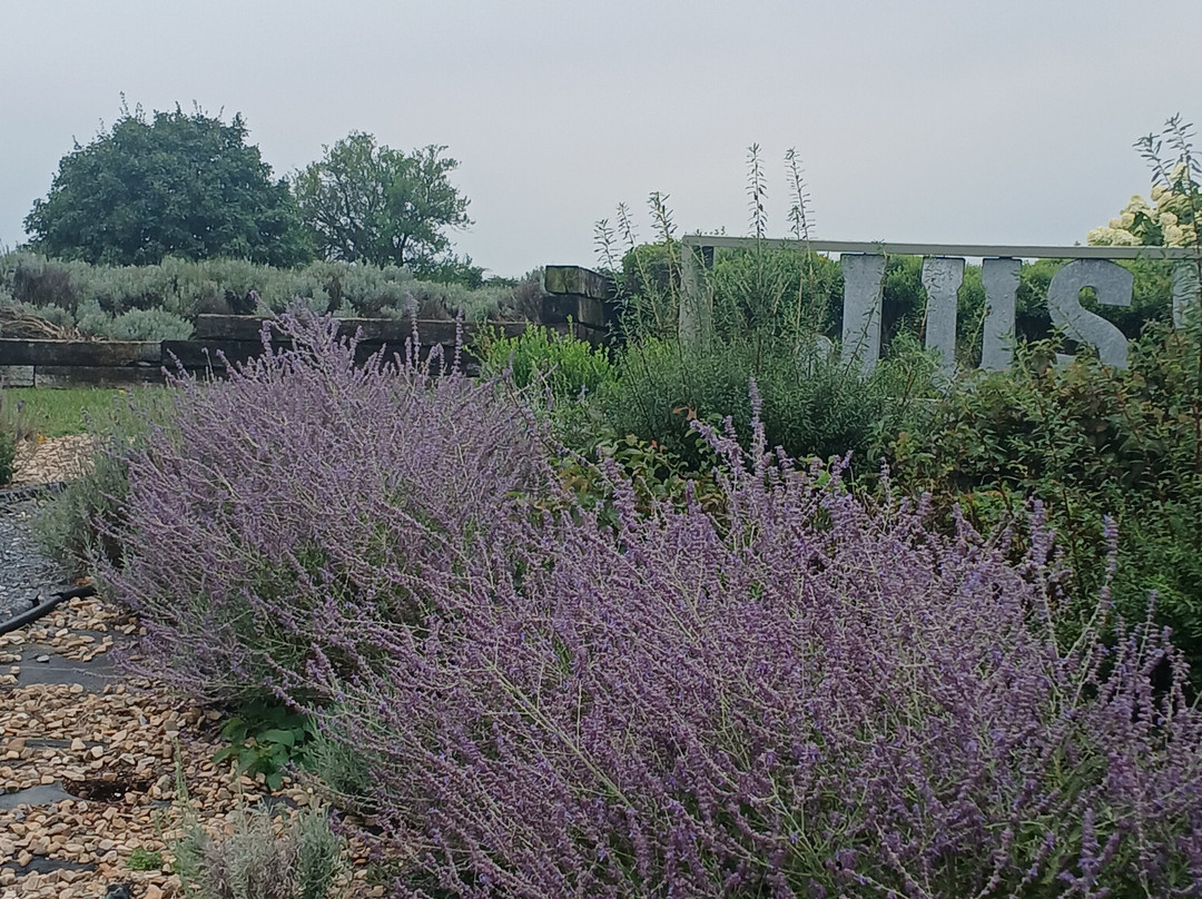 White Oak Lavender Farm & The Purple WOLF Tasting Room-哈里森堡必去景点