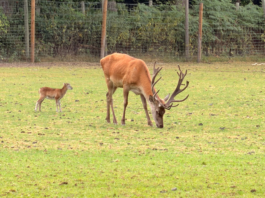 Wildpark Lüneburger Heide-Hanstedt必去景点