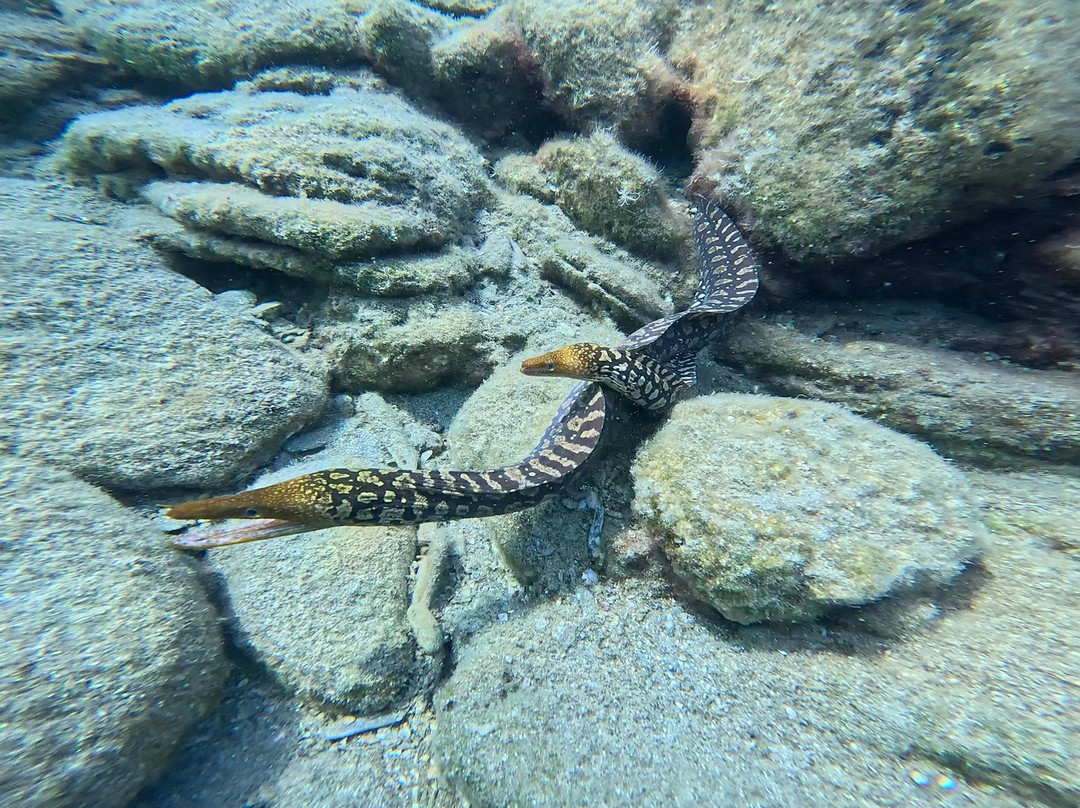 Hippocampus Dive Centre-巴厘必去景点