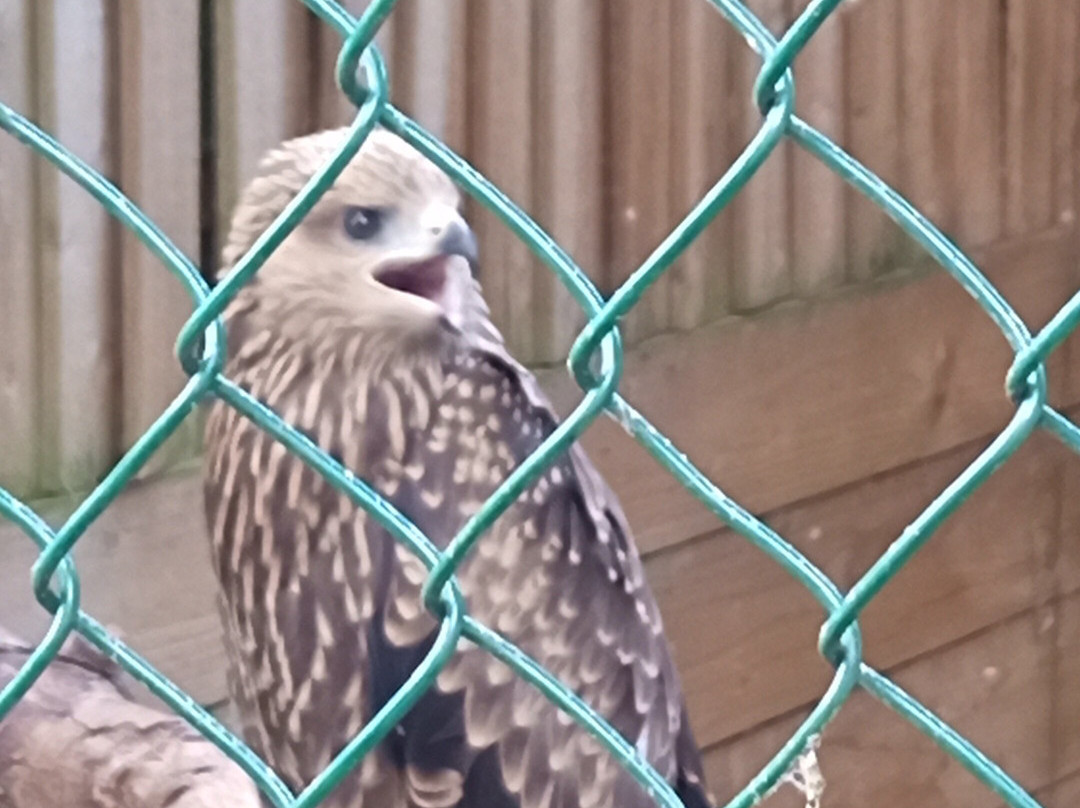 Gauntlet Birds Of Prey-纳茨福德必去景点