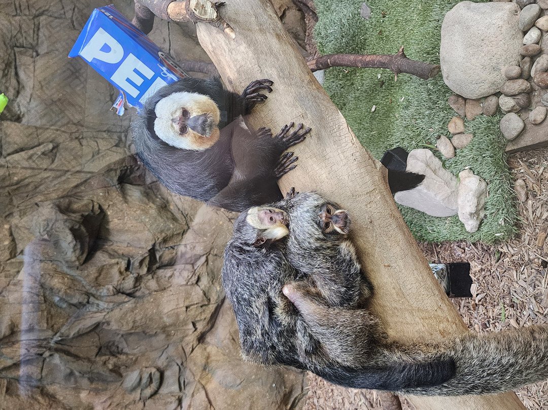 Tanganyika Wildlife Park-Goddard必去景点
