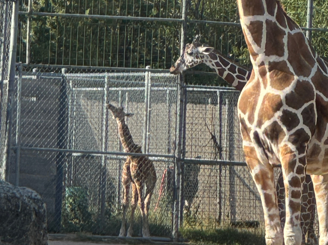 Tanganyika Wildlife Park-Goddard必去景点