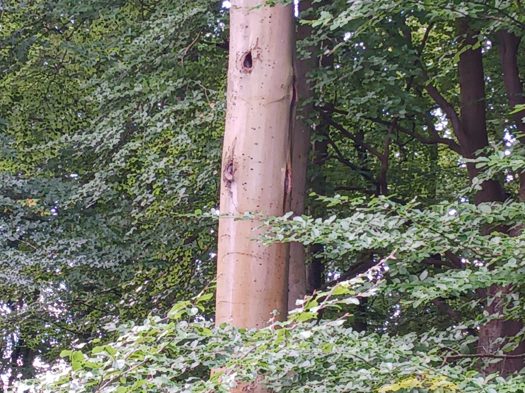 Baumwipfelpfad im Naturerbe Zentrum Rügen-奥茨巴德宾兹必去景点