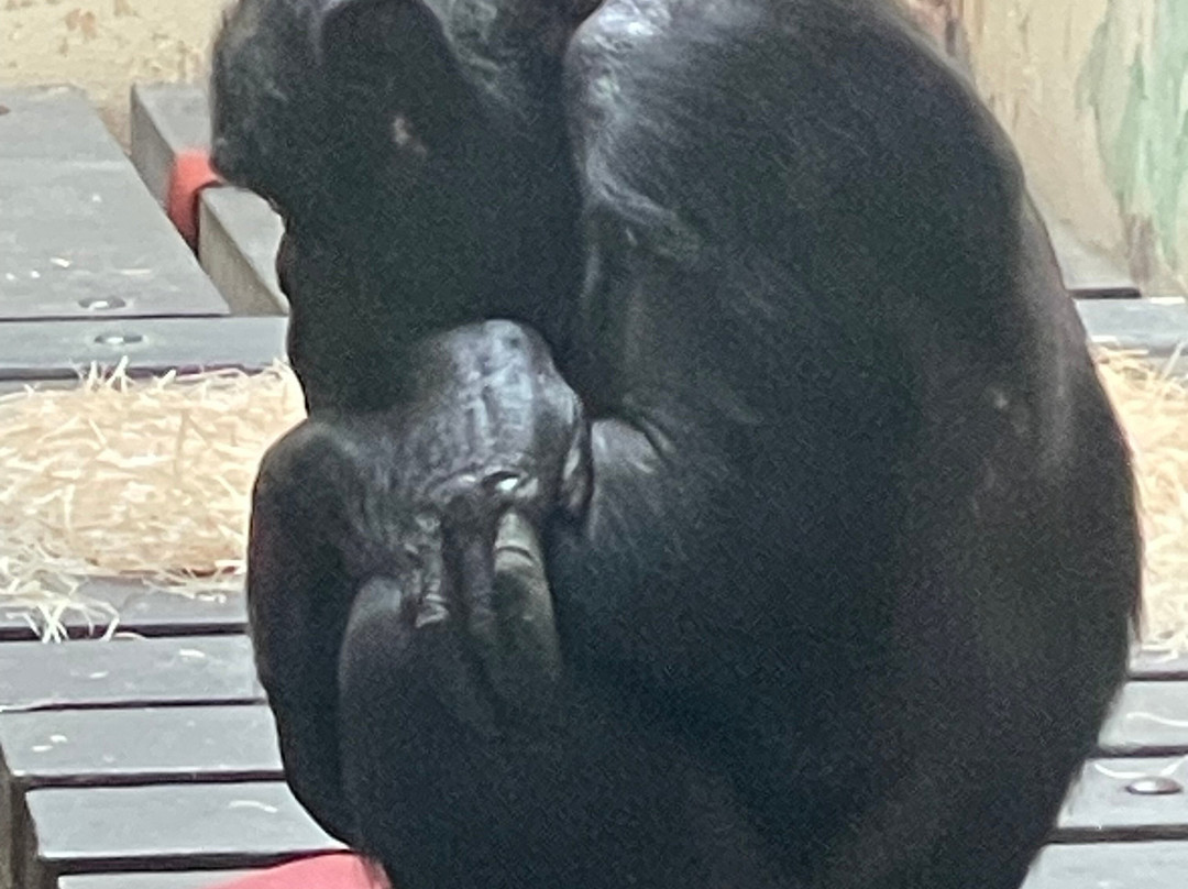 Monkey World-韦勒姆必去景点