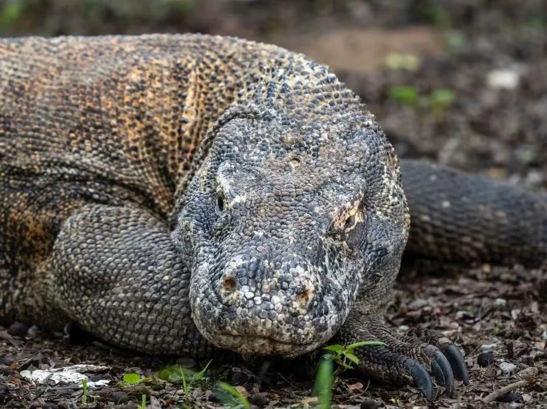 Komodo Island-科莫多国家公园必去景点