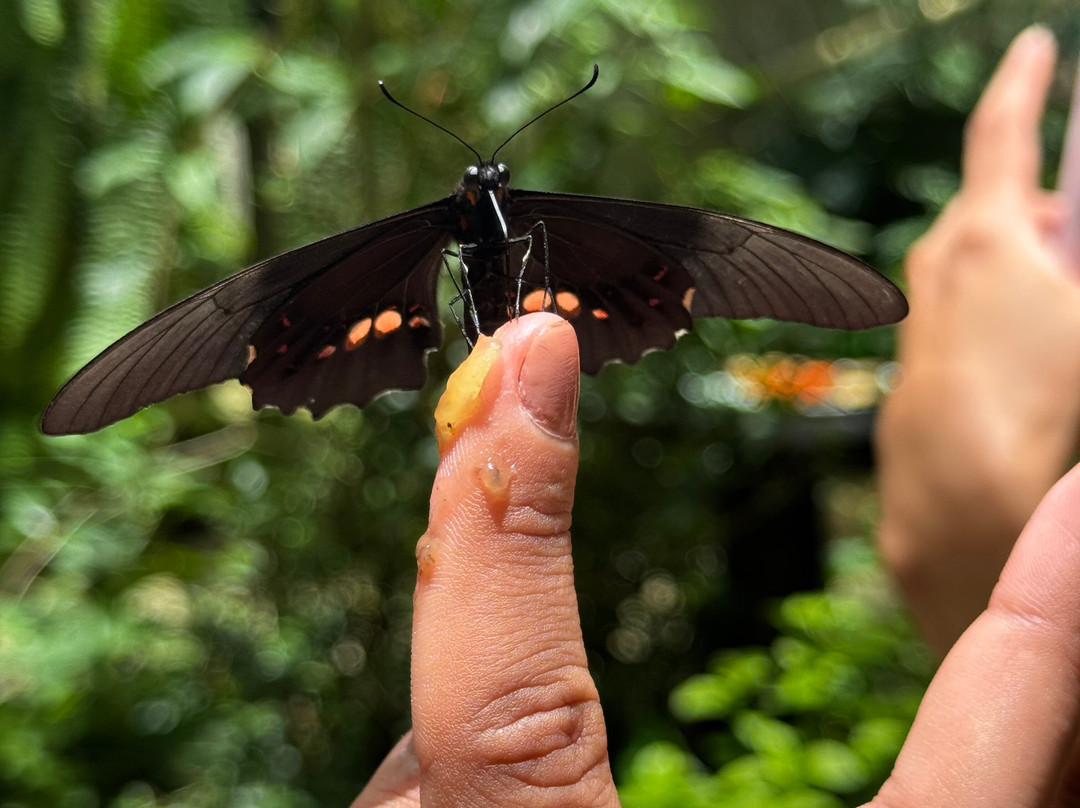 Butterfly Garden Sierra Nevada-Minca必去景点