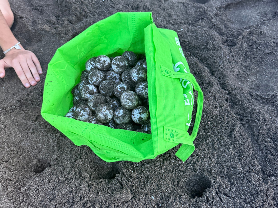 Save The Turtles Playa Venao-维纳欧海滩必去景点