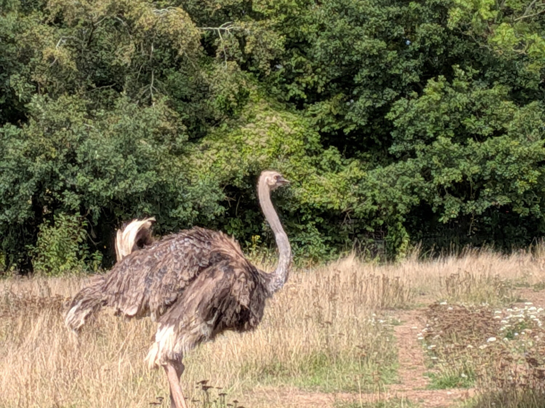 Marwell Zoo-温彻斯特必去景点