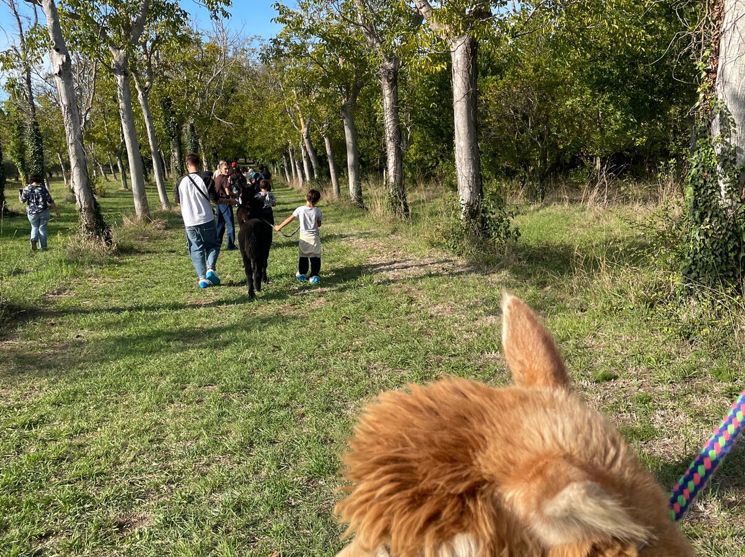 Il Giardino Dell'alpaca-Potenza Picena必去景点