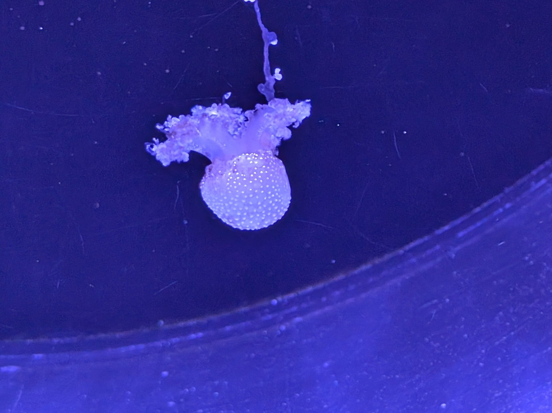 Sea Life Scarborough-斯卡伯勒必去景点