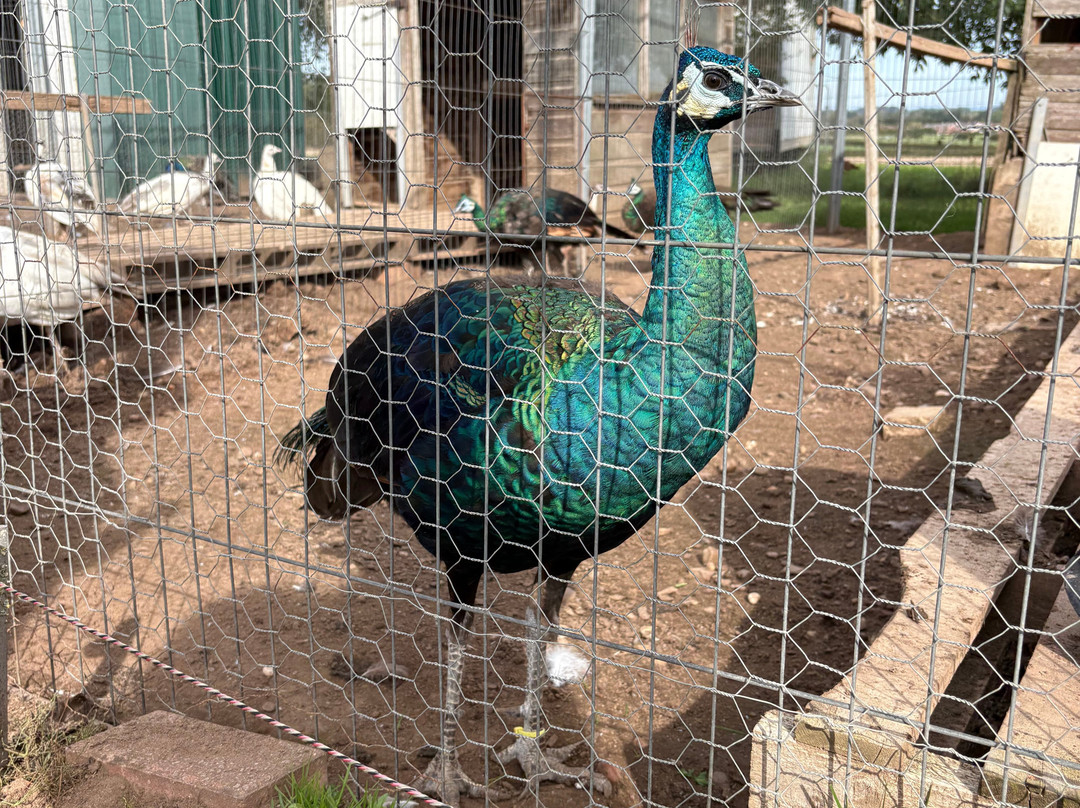 Peacocks Uk-Kempsey必去景点