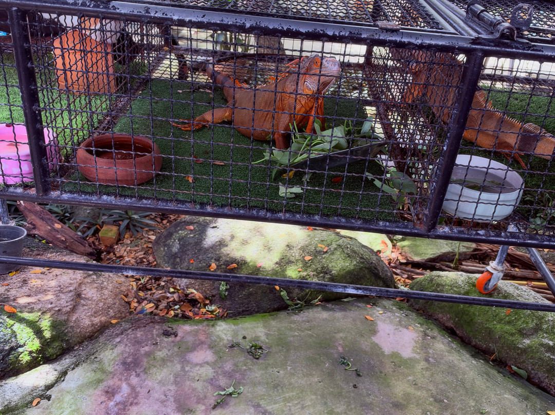 Phuket Crocodile World-查龙必去景点