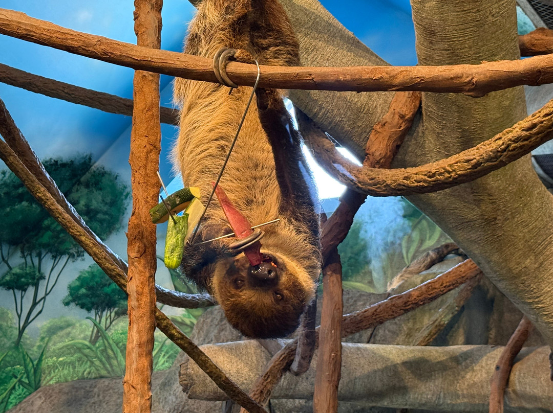Cougar Mountain Zoo-伊瑟阔必去景点
