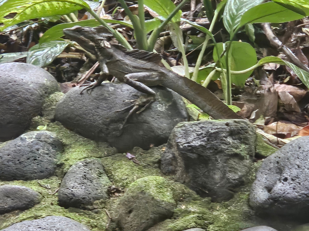 Rescate Wildlife Rescue Center-阿拉辉拉必去景点