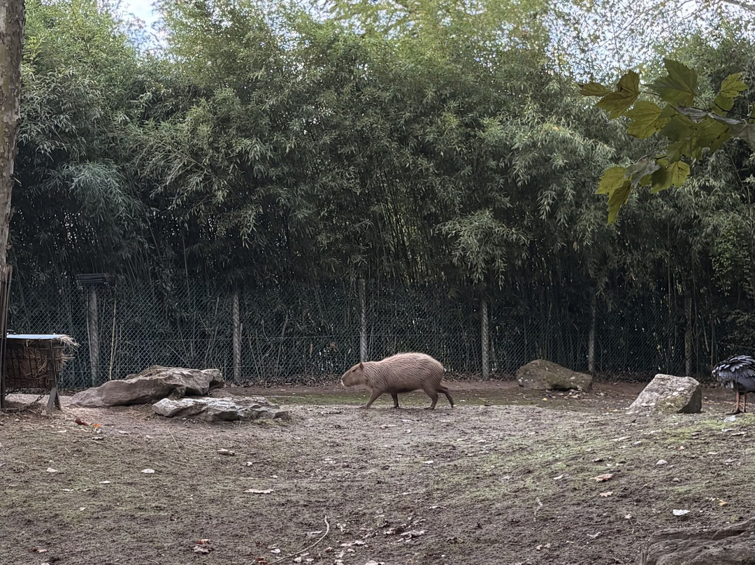 ZooParc de Beauval-圣艾尼昂必去景点
