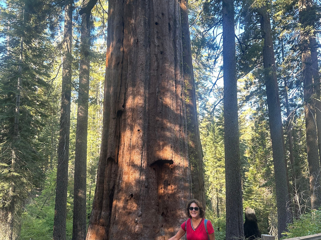 Tuolumne Grove of Giant Sequoias-优胜美地国家公园必去景点