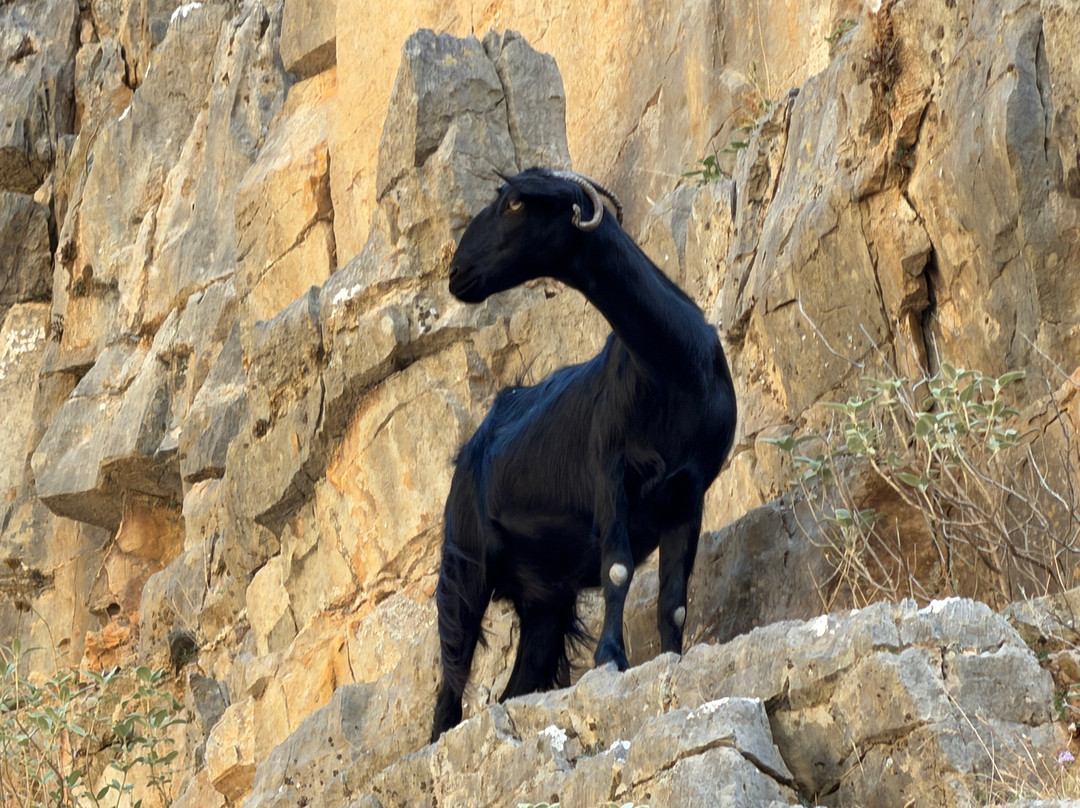 Imbros Gorge-Hora Sfakion必去景点