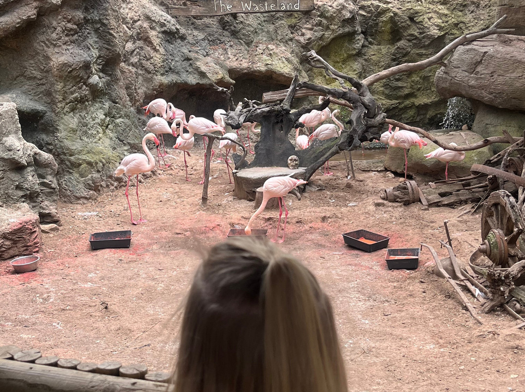 Cango Wildlife Ranch-奥兹洪必去景点