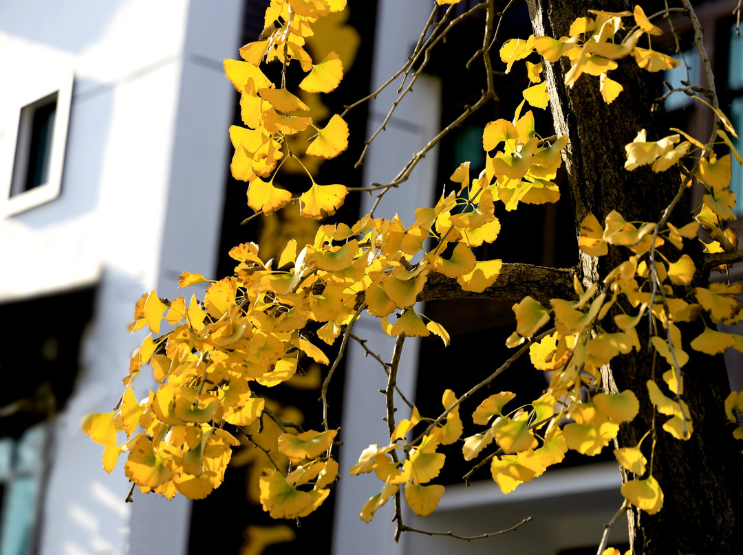 湖州长兴顾渚山茶园-长兴必去景点