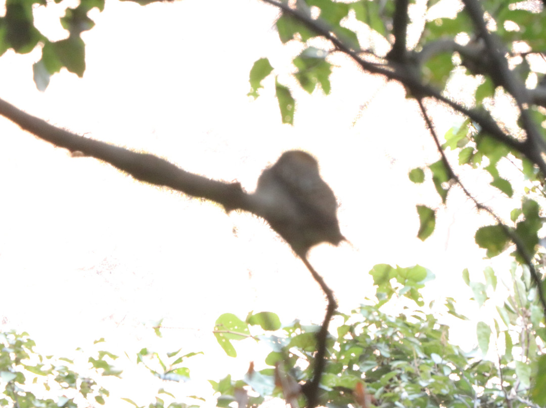 Bhalugarh Waterfall-Lansdowne必去景点