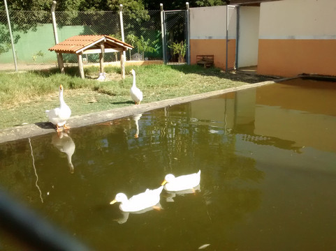 Recanto dos Animais Henrique Pedroni