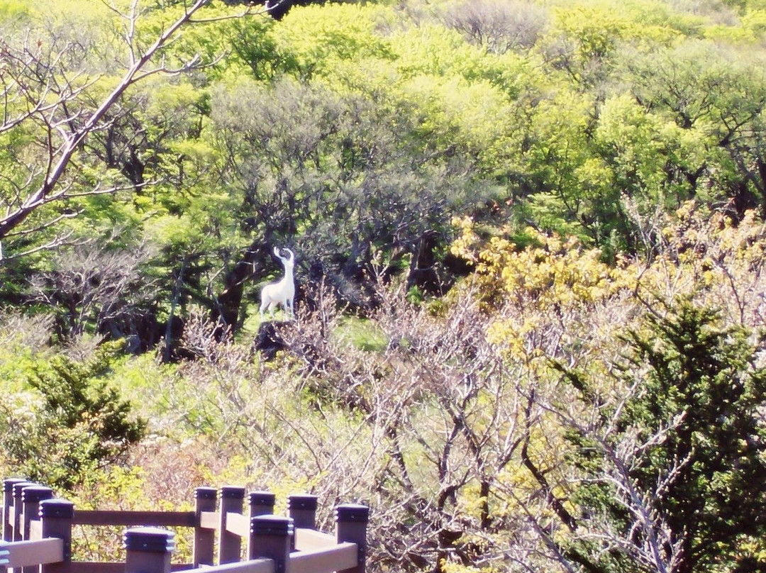 Jeju 1100 Altitude Wetland