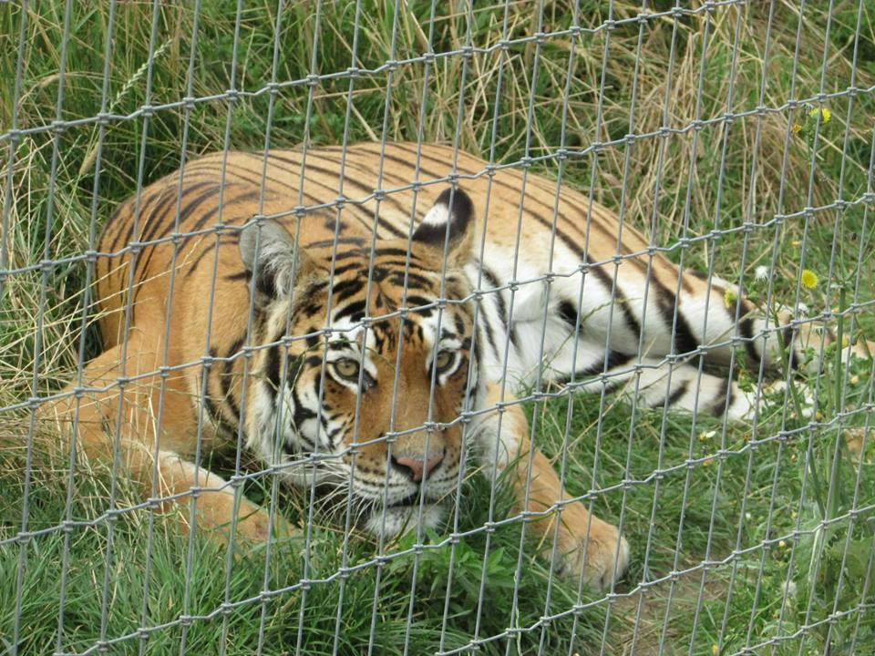 Woodside Wildlife Park景点图片