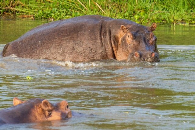 Big Lion Trails Safaris-坎帕拉必去景点