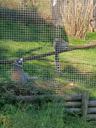 Zoo Parc des félins, les Trois Vallées-Montredon-Labessonnie必去景点
