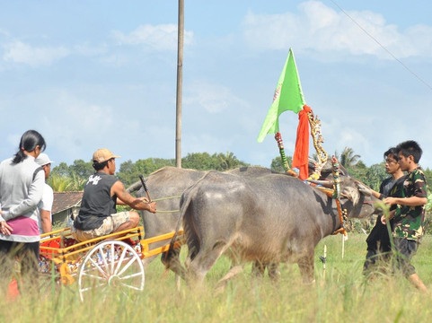 Pemuteran Dotcom Tours & Activities