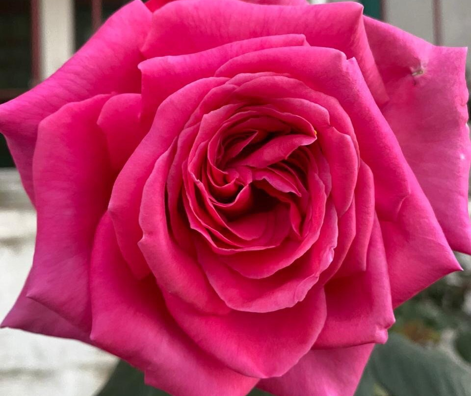 黑天兰花度假村主图