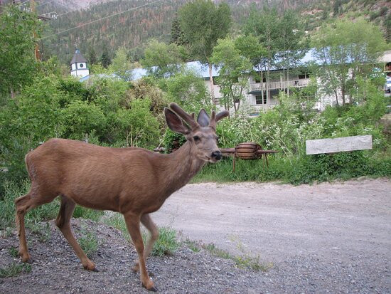 Ouray Riverside Resort主图