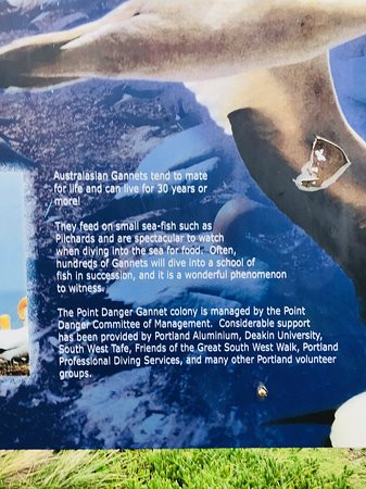 Point Danger Gannet Colony-波特兰必去景点