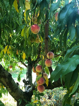 Hartland Family Orchard景点图片