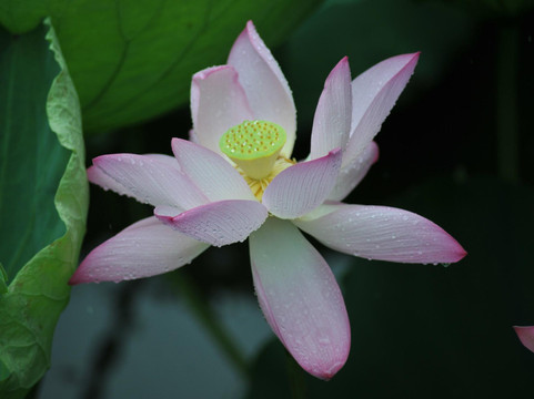 洪湖公园-深圳市必去景点