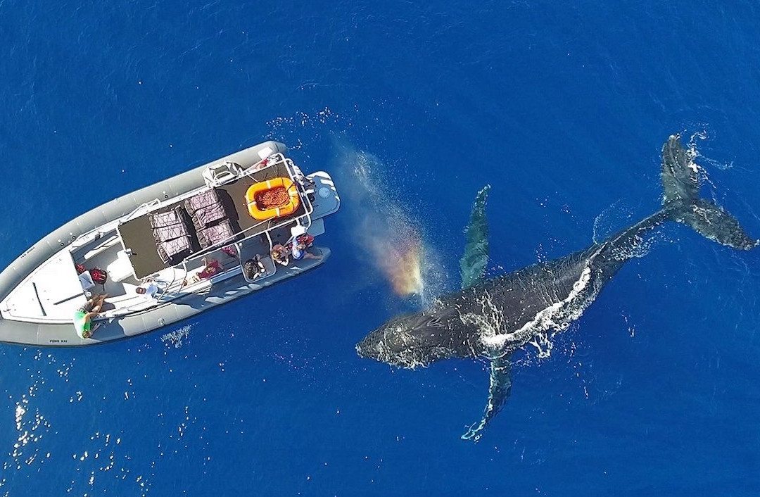 Blue Water Maui-拉海纳必去景点