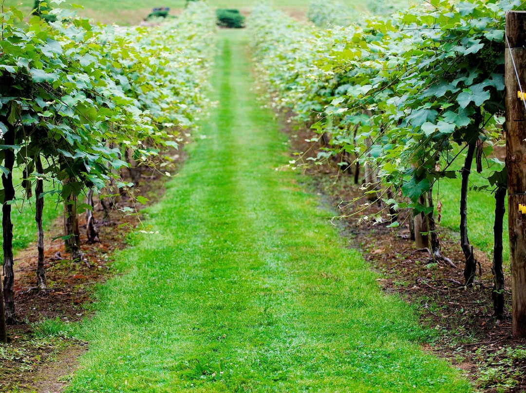 Heritage Vineyard Winery景点图片