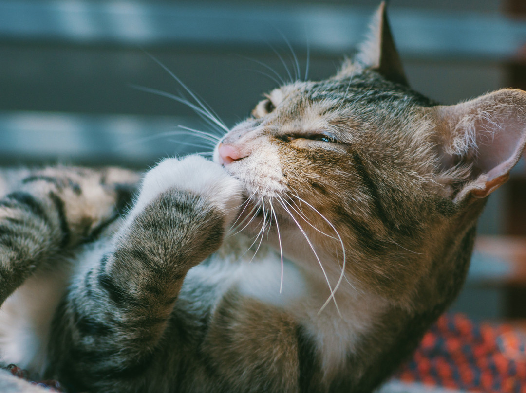 Made INN Vermont, an Urban-Chic Boutique Bed and Breakfast主图