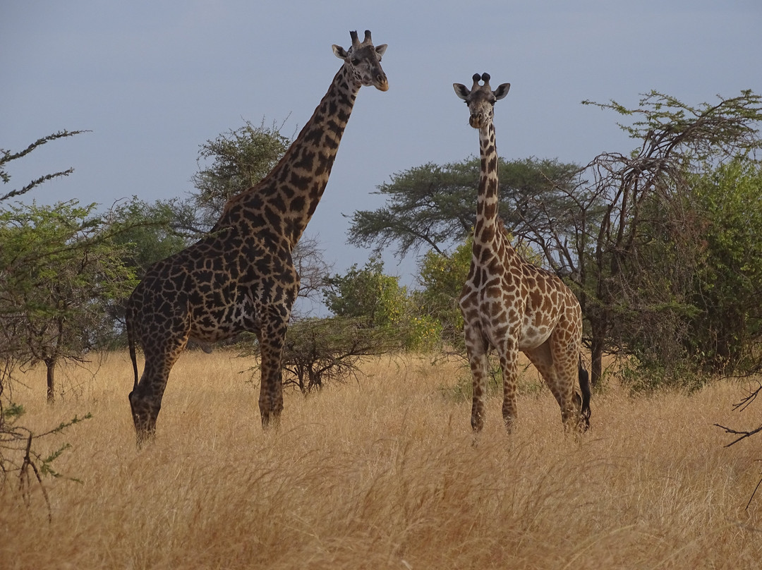 Serengeti National Park景点图片